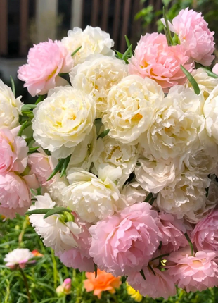 Heavy Petals Pine Leaf Peony