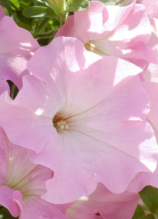 Appleblossom Petunia Seeds