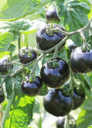 Rare Pruple Tomato Seeds No-Gmo