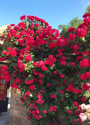 Garden Climbing Rose Flower Seeds