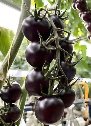 Rare Pruple Tomato Seeds No-Gmo