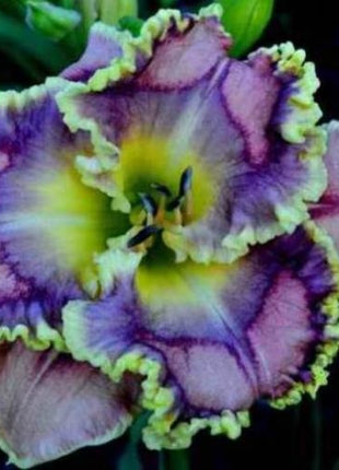 Daylily Hybrid Flowers Seed