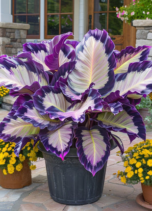 Kaleidoscope Caladium Plant