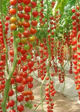 Waterfall Tomato Seeds