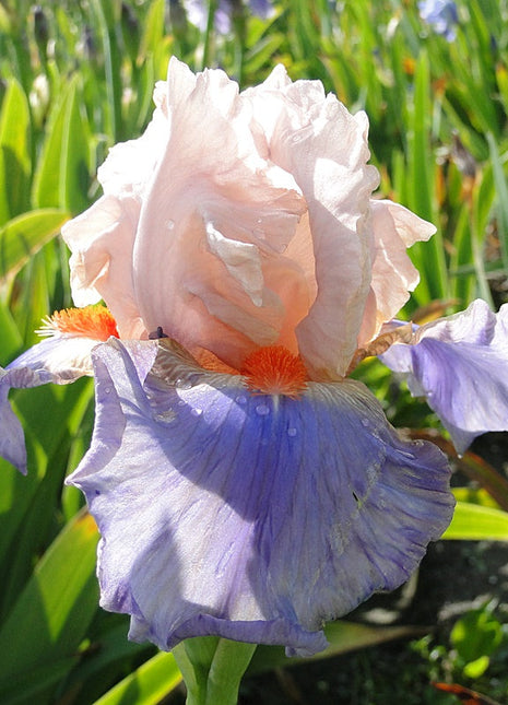 Iris Germanica 'French Cancan'