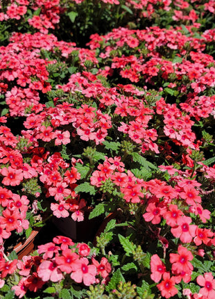 💐Garden Verbena Seeds