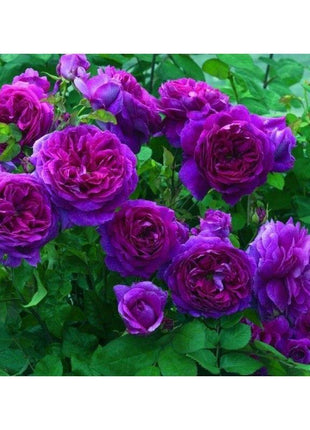 50pcs/Bag Climbing Rose Seeds
