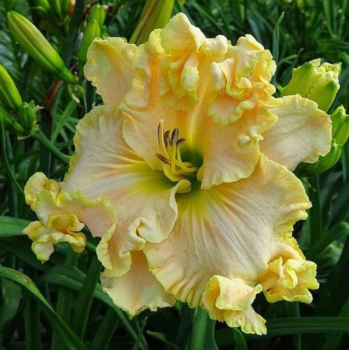 Daylily Hybrid Flowers Seeds, Hemerocallis Hybrid, 20pcs/pack