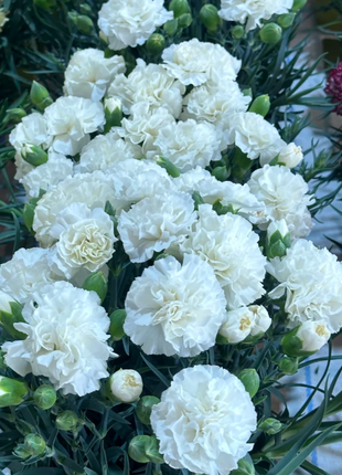 🌹Double Carnation Seeds—Mother's Day Flowers