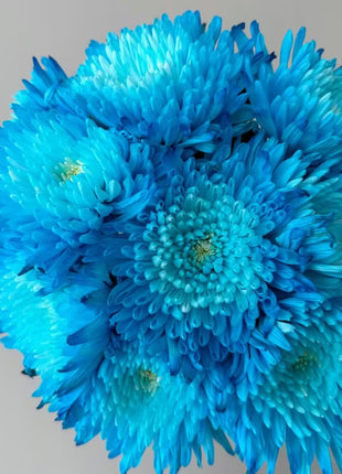 Anna Chrysanthemum Seeds