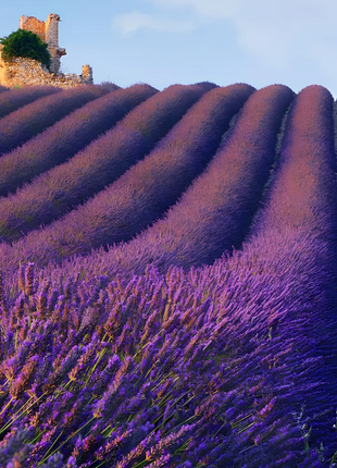 🌿Lavender Seeds Purple Blooming