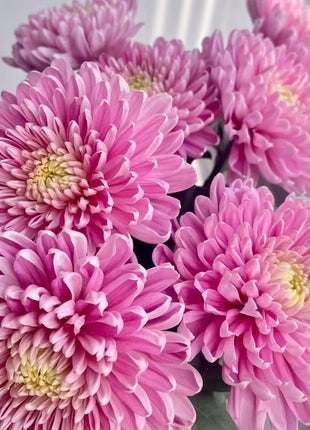 Anna Chrysanthemum Seeds