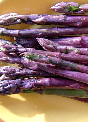 Purple Passion Seeds