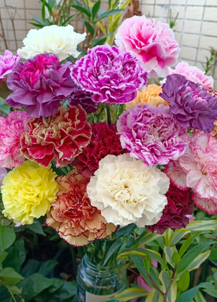 🌹Double Carnation Seeds—Mother's Day Flowers