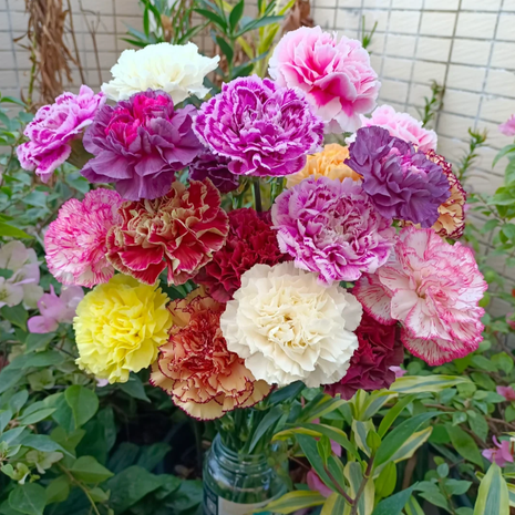🌹Double Carnation Seeds—Mother's Day Flowers