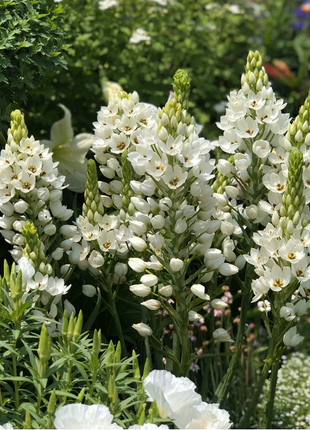 Ornithogalum 'Sonoran White'
