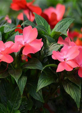 White Impatiens Walleriana Flowers Seeds