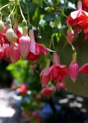 Fuchsia Hybrida Voss Seeds The fairy flower