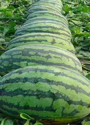 🍉Watermelon Seeds - Lazy