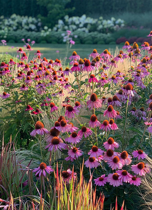 Purple Coneflower Seeds Echinacea Purpurea Seeds