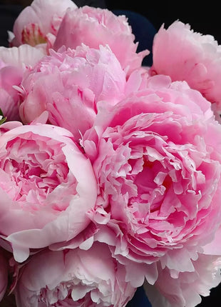 Paeonia Lactiflora Bonsai Plant Home Garden