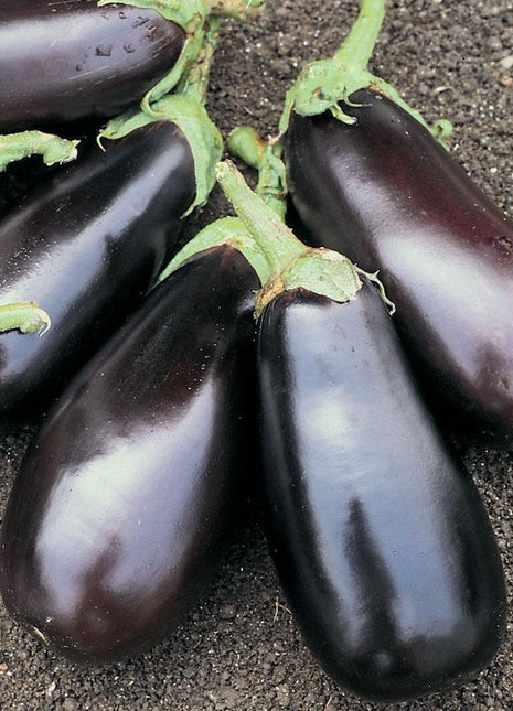 Eggplant Classic F1