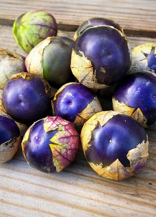 Purple Tomatillo Seeds - Non GMO
