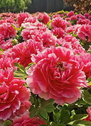 Multicolor Peony Seeds