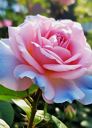 Rare Blue Pink Rose Seeds