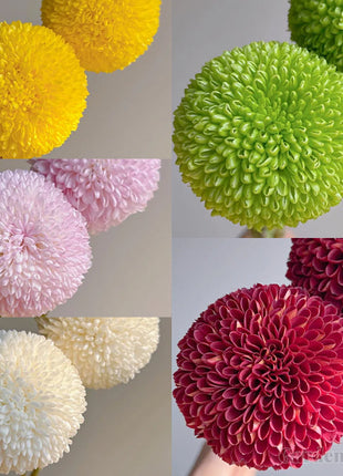 🏵️Colorful Ping Pong Chrysanthemum Seeds