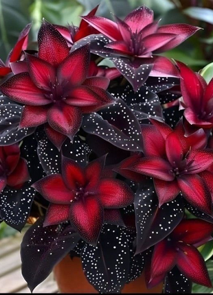 Stardust Begonia 🌟