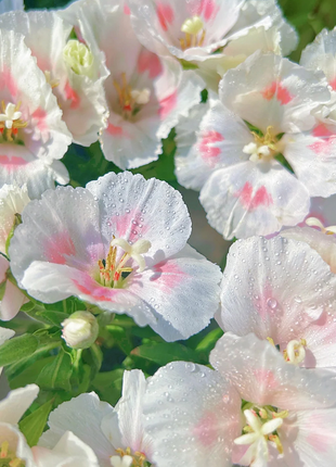 Clarkia amoena, Farewell-to-Spring