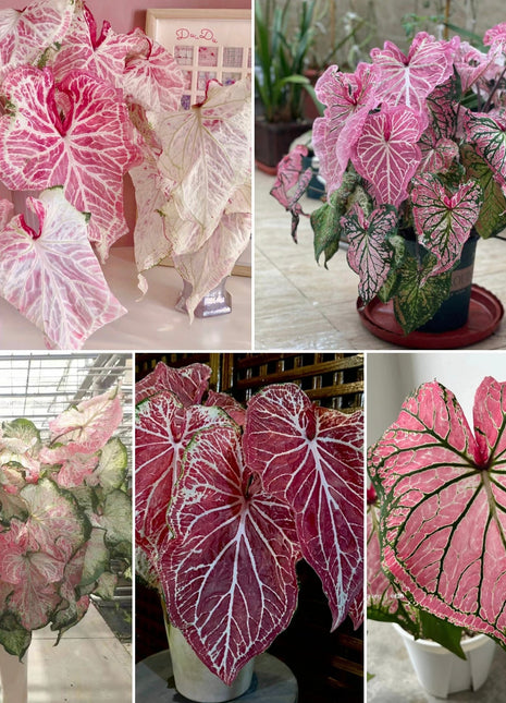 Peppermint Coleus Peperomia Obtusifolia Variegata Seeds