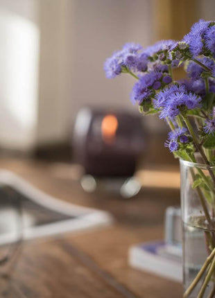 Ageratum Aloha Blue F1