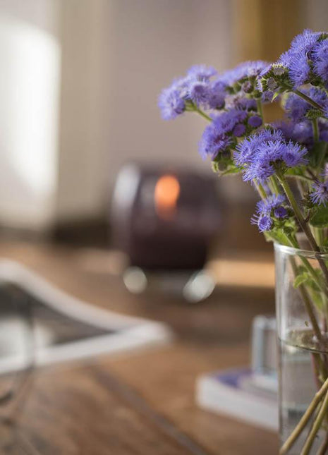 Ageratum Aloha Blue F1