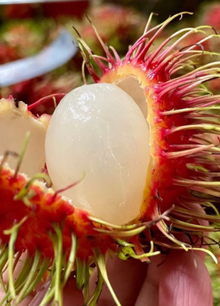 Garden Red Rambutan Fruit Seeds
