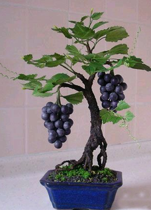 Miniature Grape Vine Seeds