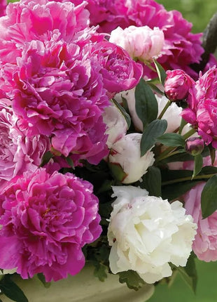 🔥LAST DAY 45% OFF🌺THE QUEEN OF FLOWERS—DOUBLE PETALED PIANI