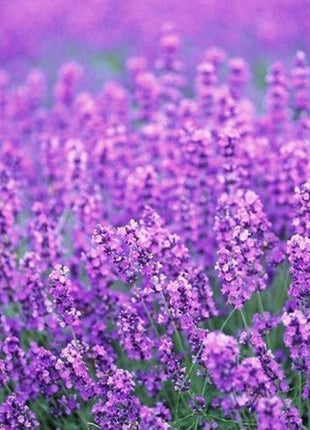 200Pcs Provence Lavender Seeds Fragrant Organic Flower Seeds Home Garden Bonsai Plant