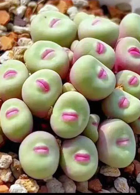 500pcs Red Lip Succulent Seeds – Uncommon Succulent Variety for Collectors & Garden Lovers