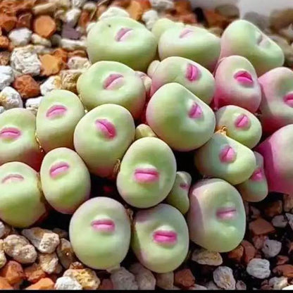 500pcs Red Lip Succulent Seeds – Uncommon Succulent Variety for Collectors & Garden Lovers