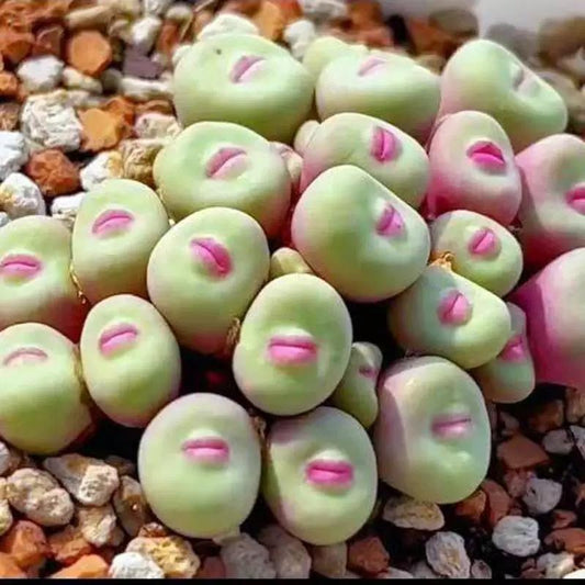 500pcs Red Lip Succulent Seeds – Uncommon Succulent Variety for Collectors & Garden Lovers