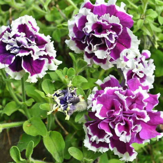 Purple Pirouette Petunia