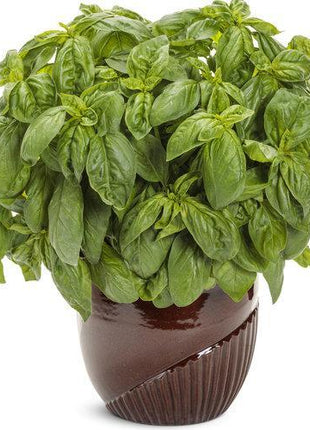 Pesto Besto Sweet Italian Basil
