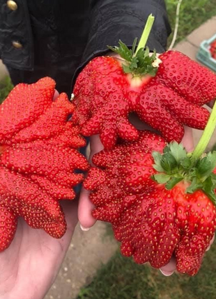 🍓Super Giant Strawberry Seeds