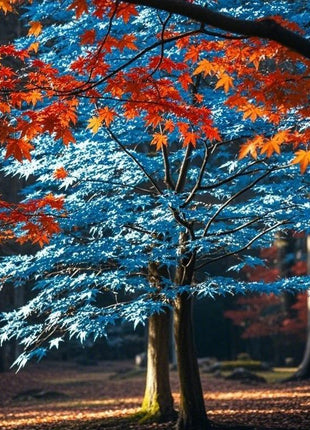 10pcs Rare Blue Japanese Ghost Maple Seeds – Unique Blue-Tinted Foliage for Elegant Bonsai & Gardens