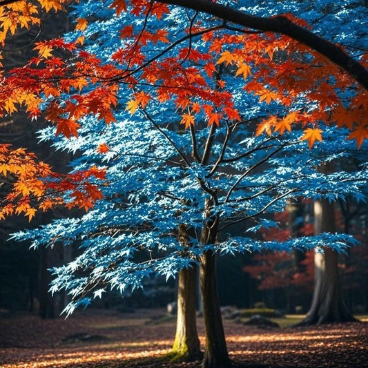 10pcs Rare Blue Japanese Ghost Maple Seeds – Unique Blue-Tinted Foliage for Elegant Bonsai & Gardens