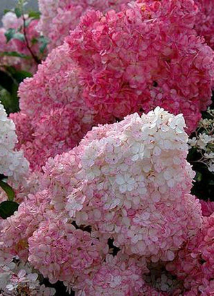 50/100Pcs Hydrangea Flowers Seeds Mixed Color Plants Home Garden Flower Seeds
