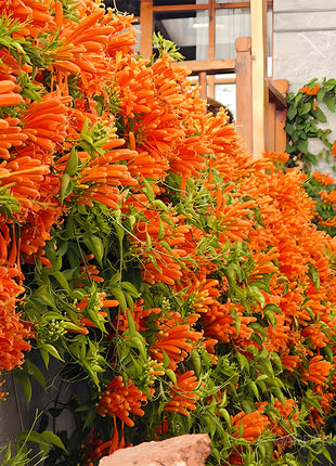 🏵️Pyrostegia Venusta Climing Flower Seeds