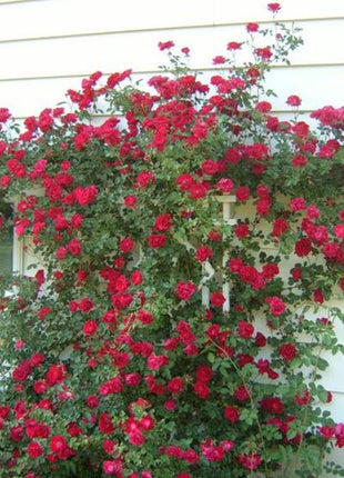 Alitissimo Climbing Rose Seeds